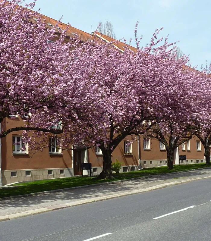 Mietwohnung in 09126 Chemnitz