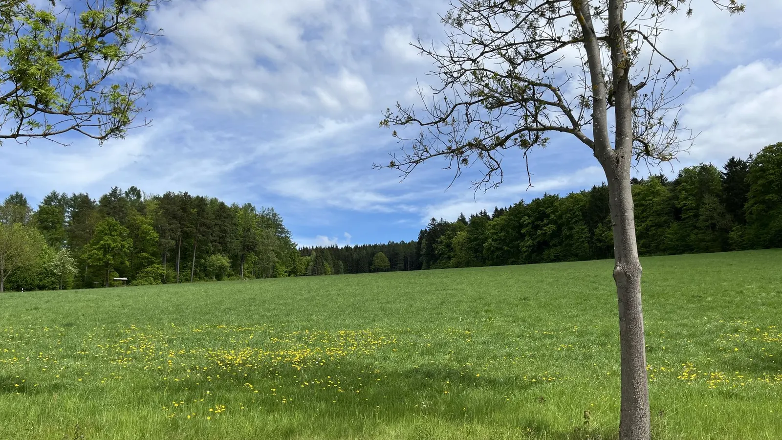 Immobilienmakler Bockau